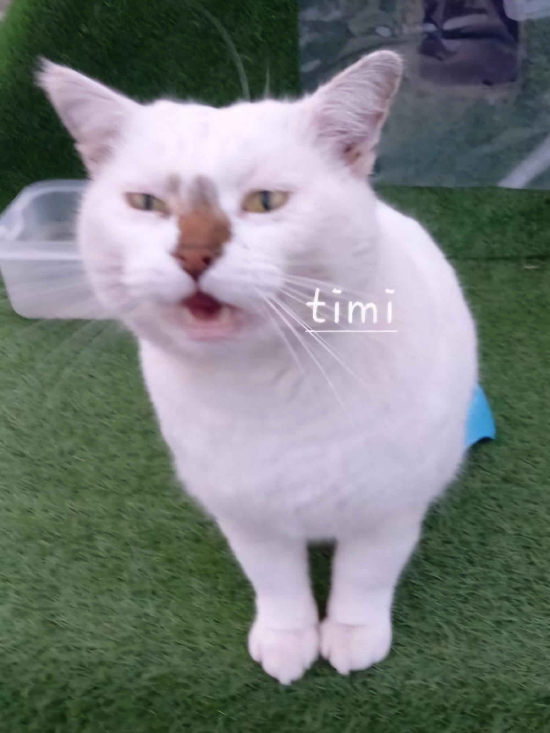 Photo animal